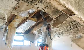 Best Attic Mold Removal  in Riverton, NJ